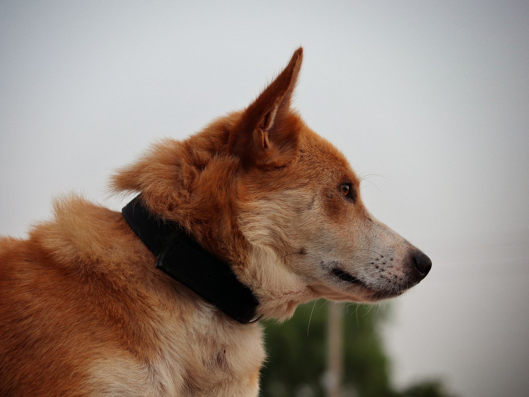 A focused profile of a brown dog wearing a black collar outdoors.